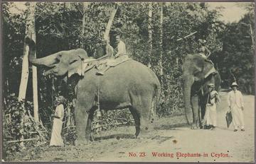 working elephants in ceylo