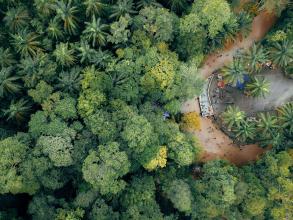 tropical_forest