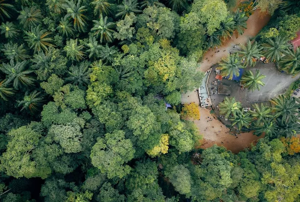 tropical_forest